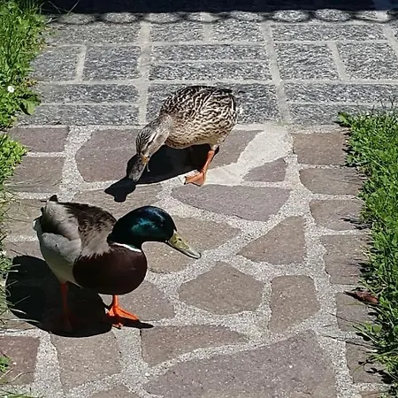 A Step From The * Dervio